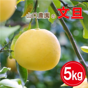 文旦 5kg 発送期間: 3月〜4月末 山口農園 愛媛 愛南 柑橘 果物 甘い フルーツ ぶんたん