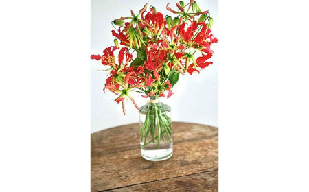 生花グロリオサ花束 ブーケ 1束 [株式会社tomoni] [ATCG013]