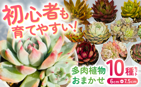 多肉植物 初心者さんも育てやすい エケベリア おまかせ 10種セット [mucca][ATHD002]