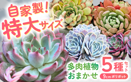 多肉植物 9センチポット 大型苗 デカベリア エケベリア おまかせ 5種セット [mucca][ATHD003]