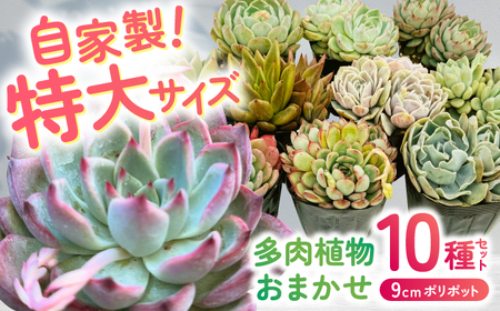 多肉植物 9センチポット 大型苗 デカベリア エケベリア おまかせ 10種セット [mucca][ATHD004]