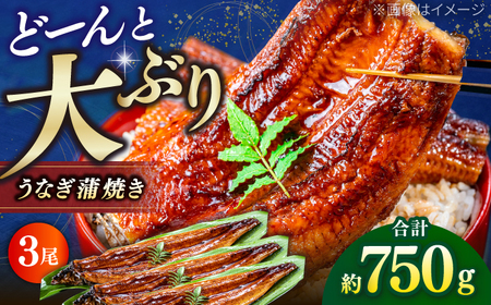 高知産 うなぎ 蒲焼き 3尾入(約250g×3尾) / 国産 うなぎ 鰻 ウナギ 蒲焼 味付き [池澤本店][ATAU007]