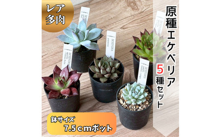 レア多肉・原種エケベリア詰め合わせ(5種類) / 植物 インテリア 苗 自然 ナチュラル 緑 栽培 趣味 [見元園芸][ATHY001]