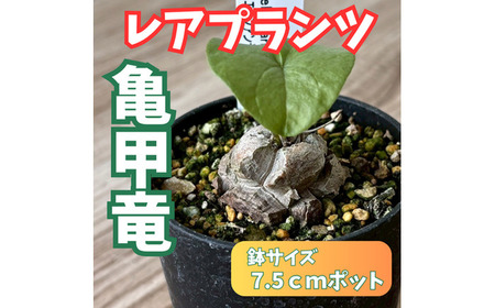希少塊根植物(亀甲竜)/ 植物 インテリア 苗 自然 ナチュラル 緑 栽培 趣味 [見元園芸][ATHY002]