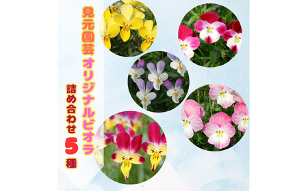 [先行予約]オリジナルビオラ詰め合わせ(5種)[2025年11月〜発送] / 花 インテリア 苗 自然 ナチュラル 緑 栽培 趣味 [見元園芸][ATHY006]