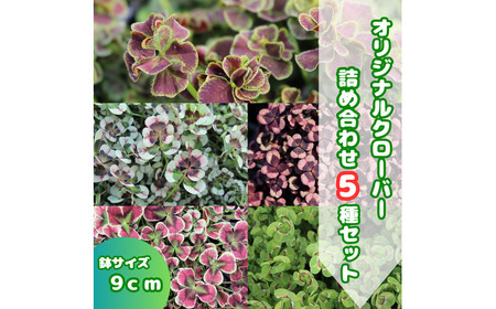 オリジナルクローバー詰め合わせ(5種)[2025年12月〜発送] / 花 植物 インテリア 苗 自然 ナチュラル 緑 栽培 趣味 [見元園芸] [ATHY008]