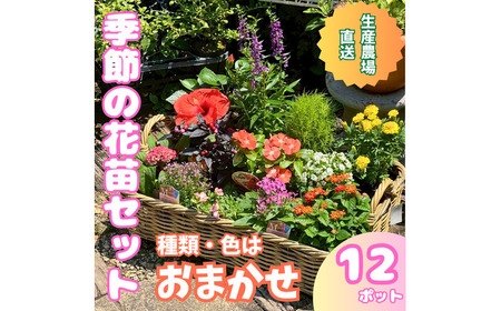 季節の花苗詰め合わせ(おまかせ12種)/ 花 インテリア 苗 自然 ナチュラル 緑 栽培 趣味 [見元園芸][ATHY009]