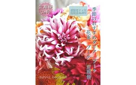 [3回定期便]ダリア花束初回花瓶付き / ダリア お花 フラワー 大輪 花束 定期便 高知 生花 誕生日 ギフト 季節の花 延命剤付き インテリア 華やか 自分へのご褒美[株式会社tomoni][ATCG050]