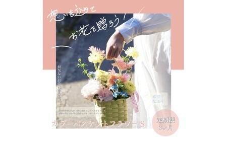 [3回定期便]季節の生花カラーバスケットフラワーS / お花 フラワー ミニサイズ アレンジメント カラーバスケット おしゃれ インテリア 省スペース プチギフト おまかせ 手作り 雑貨 季節の便り 初心者 高知[株式会社tomoni][ATCG056]