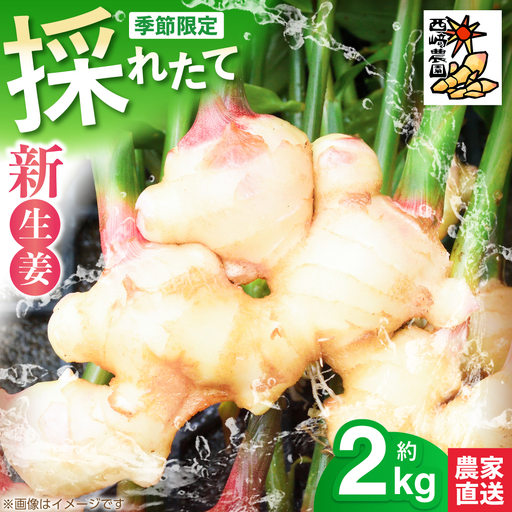 新生姜 ハウス栽培 約2kg [毎年4月〜5月末発送] / 生姜 ショウガ しょうが 新ショウガ 新しょうが ハウス ジンジャー ガリ 温活 冷え対策 野菜 食品 高知 季節限定[西崎農園][ATIH001]
