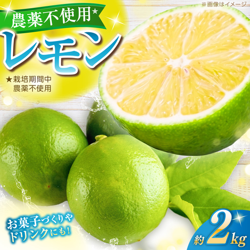 [先行予約] レモン 約2kg 栽培期間中農薬不使用 [2026年10月上旬〜2026年12月末] / 高知 レモン 果物 柑橘 フルーツ デザート 調味料 料理 [川渕果樹園][ATHX008]