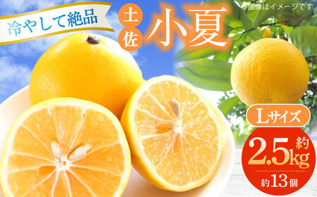 土佐小夏約2.5kg 13個前後 Lサイズ〈2025年4月から発送〉/ 日向夏 オレンジ ニューサマーオレンジ 日向夏 オレンジ ニューサマーオレンジ [ATAH002]