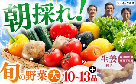【最速発送】土佐の太陽をいっぱいに浴びた旬の野菜生姜約100gのセット「大」【土佐野菜】 [ATBA004]　スピード 最短 最速 発送 春 春野菜 旬野菜 野菜詰め合わせ