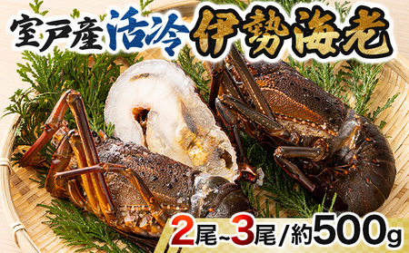 先行予約】伊勢海老１kg（サイズおまかせ高知県産）※着日指定不可※エビ