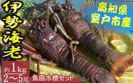 [漁師直送]室戸沖(活)伊勢海老 1kg(2〜5尾)魚函水槽セット_ht010