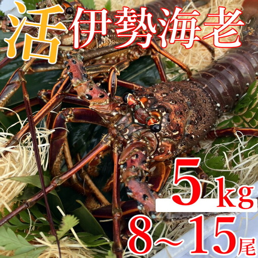 【 予約受付 令和8年9月16日以降発送 】室戸市産活伊勢海老　５ｋｇ　レシピ、軍手 hk008