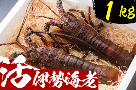 ＹＪ１５５活伊勢海老【１ｋｇ】　