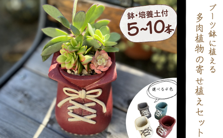 ブーツ鉢に植える！ 多肉植物の寄せ植えセット (片足) 多肉植物5本～10本入り