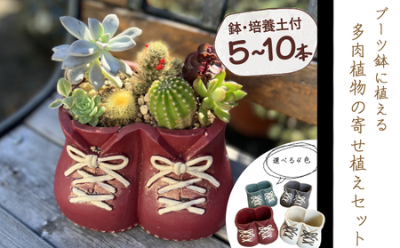 ブーツ鉢に植える！ 多肉植物の寄せ植えセット (両足) 多肉植物5本～10本入り