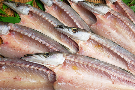 今だけ！室戸旬どれ美人カマス干物１８枚以上