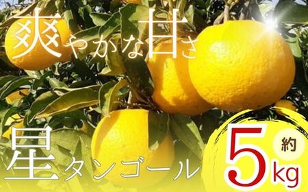 [先行予約]星タンゴール5kg ※4月上旬より出荷開始予定 柑橘柑橘柑橘