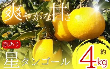 [先行予約][訳あり]星タンゴール4kg※4月上旬より出荷開始予定 柑橘 みかん