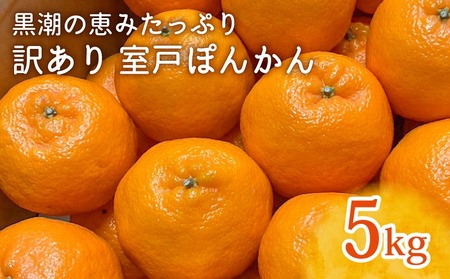 [先行予約受付中]ぽんかん5kg|訳あり 室戸ポンカン LLサイズ|高知県室戸市の自然の恵みで育った甘くて濃厚な味わい[ふるさと納税]