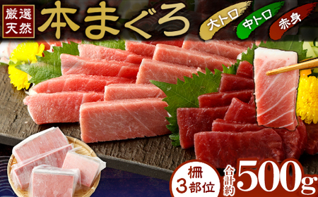 天然本まぐろ大トロ中トロ赤身500g | マグロマグロマグロマグロマグロ