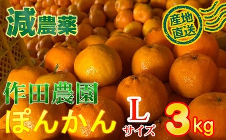 [秀品]作田農園直送!ポンカンLサイズ 3kg 減農薬 有機肥料 ポンカン ぽんかん くだもの 果物 フルーツ 柑橘 かんきつ みかん ミカン 人気