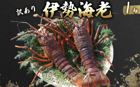 【先行予約】活 伊勢海老 訳あり 1kg(3～5匹) 冷蔵 – 活き伊勢海老 訳あり 室戸産 国産 エビ えび 海鮮 魚介 産地直送 プリプリ 味噌汁 刺身 焼き物 汁物 室戸海洋深層水 黒潮 高知県 室戸市
