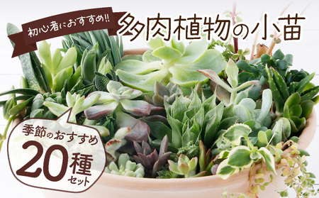 多肉植物の小苗２０本セット（２０種類アソート） _sh003