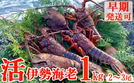 [天然]活伊勢海老1kg 海老 伊勢海老 国産伊勢海老 伊勢海老 天然伊勢海老