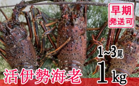 [漁師直送]活伊勢海老1kg 伊勢エビ エビ 高知県産伊勢海老
