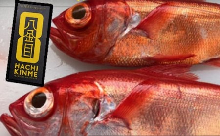 漁師直送　活き〆天然地金目鯛【八金目】９００ｇ～１ｋｇ　１匹