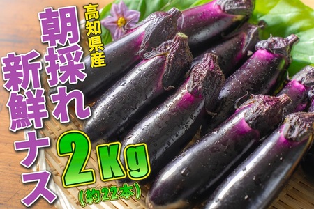 ≪朝採れ新鮮!まっことうまいぜよ≫高知県安芸市産ナス 2kg