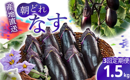 [3回定期便]朝採れナス 約1.5kg×3回 高知県安芸市|ナス