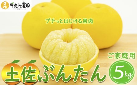 [土佐文旦] 家庭用 5kg 千光士農園 文旦 AY009-00-01_navi
