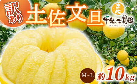 [ 文旦 ] 柑橘 土佐文旦 10kg AY015-00-02_navi