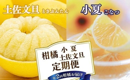 [定期便2回]土佐文旦 小夏 の柑橘フルーツ