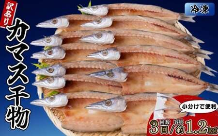 カマスの干物 6袋（約12尾） 【3回分】干物