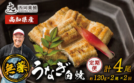 [ 鰻白焼 ] 国産 うなぎ白焼 定期便 計4尾 ( 120g × 2尾 × 2回 )