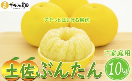 土佐文旦 10kg | みかん みかん みかん みかん みかん