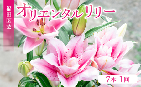 ユリ(オリエンタルリリー)7本セット|ユリユリユリユリユリユリ