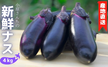 񂿂̎YnIVNiX 4kgbȂȂȂȂȂȂȂ