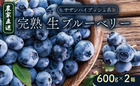 [早期予約]完熟生ブルーベリー(サザンハイブッシュ系)1200g | ブルーベリー 生ブルーベリー 冷蔵ブルーベリー