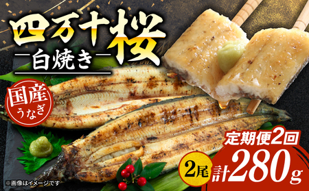[贈答用][2回定期便]極上国産うなぎ四万十桜 白焼き約140g×2尾 | 冷凍 蒲焼 うなぎ 四万十 うなぎ 高知県産 うなぎ 厳選 うなぎ うなぎ 鰻