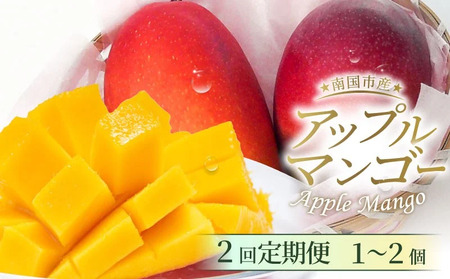 [2回定期便]完熟アップルマンゴー 1〜2個 500g [マンゴーマンゴーマンゴーマンゴー]