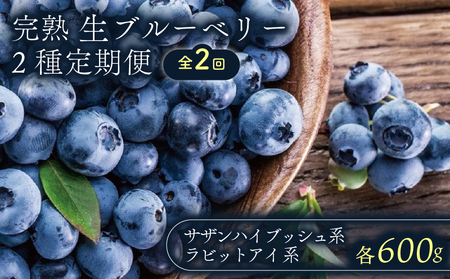 [全2回定期便]完熟生ブルーベリー2種(サザンハイブッシュ系、ラビットアイ系)各600g(100g×6パック) | フルーツ 果物