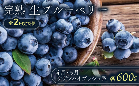 [全2回定期便]完熟生ブルーベリー (サザンハイブッシュ系)各600g(100g×6パック) | フルーツ 果物 ベリー