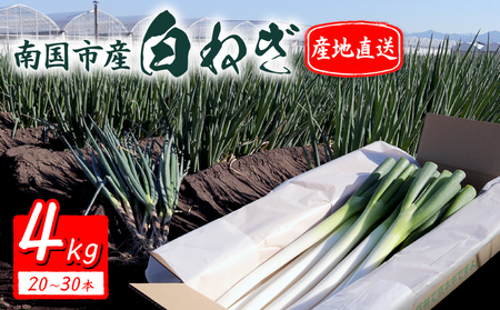 ���˂� 4kg(20�`30�{) ���˂�